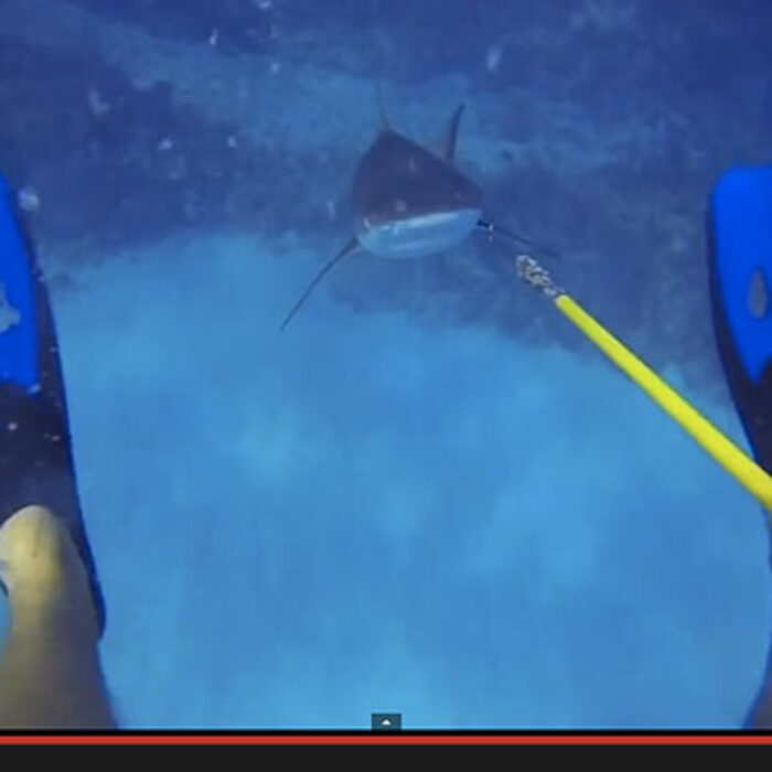 You're in around 70 feet of water with a lion fish on the end of your spear, when you feel a nudge. You turn and see a Caribbean reef shark, hinting that he wants your lion fish. Cue mad panic, at least in the case of most people. This guy, however, does not.