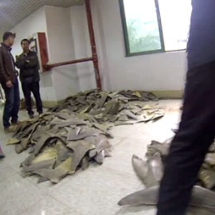 This is a shark fin market in Guang Zhou, China. Packed into bags, piled into boxes, and strewn across the floor are the lives of countless sharks, all for sale.