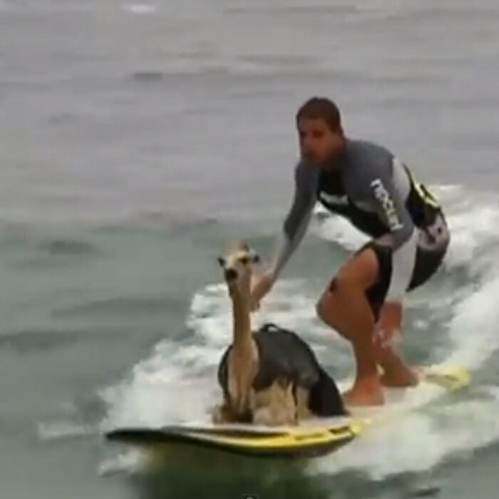 Alpaca the boards if you grab the wetsuits.