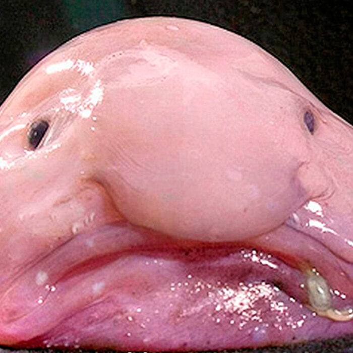 Blobfish