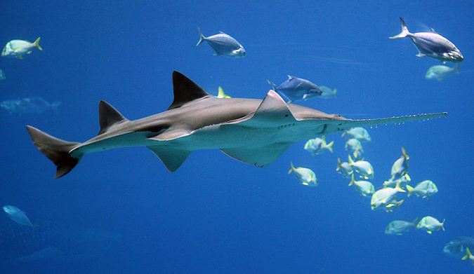 Croc + shark = sawfish. Photo: WikiCommons | Forrest Samuels