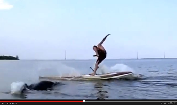 Turns out that those cranky old surfers aren't the only ones with a healthy dislike for their non-prone brethren. This normally docile manatee ain't too fond of the guys with the view-from-up-top, either. Seacow, don't bother me.