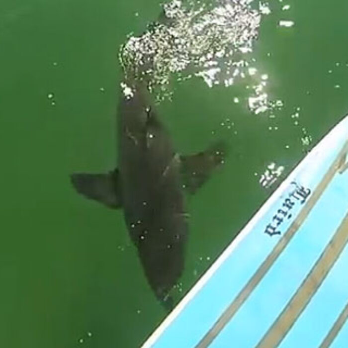 Even though it's just a baby great white, and it's not very big, and he was in no real danger, it's still pretty dang cool to be this close to one of Nature's greatest predators.