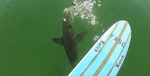 Even though it's just a baby great white, and it's not very big, and he was in no real danger, it's still pretty dang cool to be this close to one of Nature's greatest predators.
