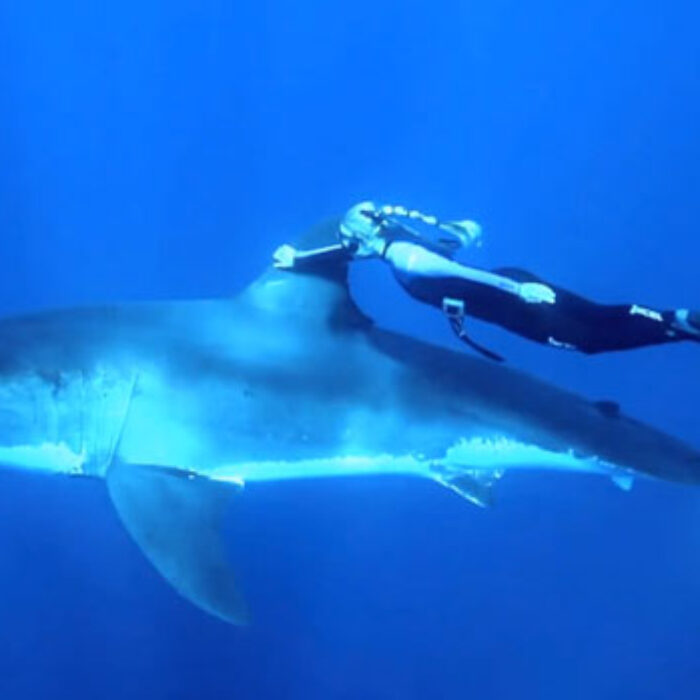 So this happened. On Valentine's Day last year, freediver/crazy person Ocean Ramsey shared a quiet moment with a Great White Shark. It's nice to see them portrayed as something other than blood-thirsty death machines.