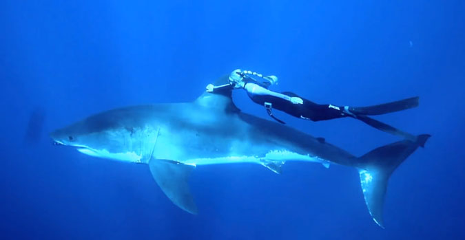 So this happened. On Valentine's Day last year, freediver/crazy person Ocean Ramsey shared a quiet moment with a Great White Shark. It's nice to see them portrayed as something other than blood-thirsty death machines.