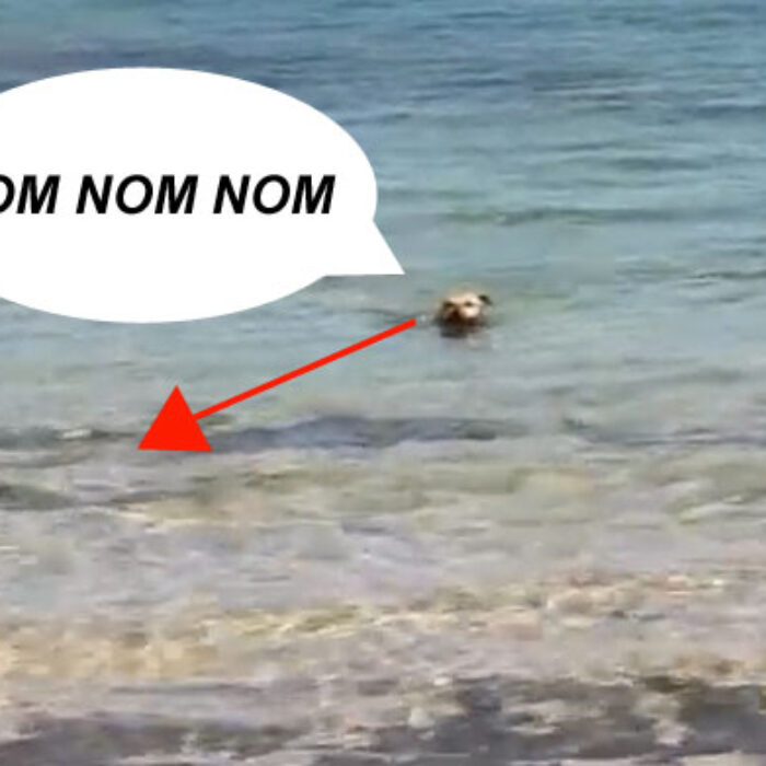 This really gives a new meaning to the term dogfight. When a couple of sharks who were up to no good started making trouble in this dog's neighborhood, he decided that, before his mom got scared, he'd show the shark exactly who's neighborhood it was in.