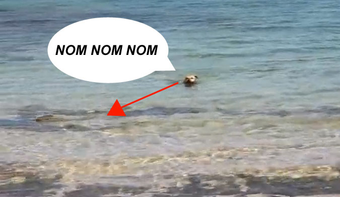 This really gives a new meaning to the term dogfight. When a couple of sharks who were up to no good started making trouble in this dog's neighborhood, he decided that, before his mom got scared, he'd show the shark exactly who's neighborhood it was in.