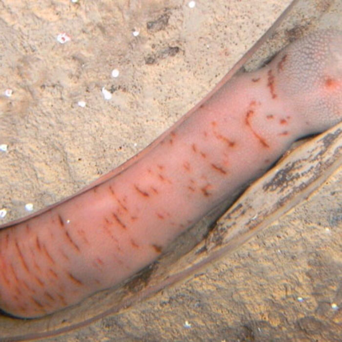 Penis Worm.