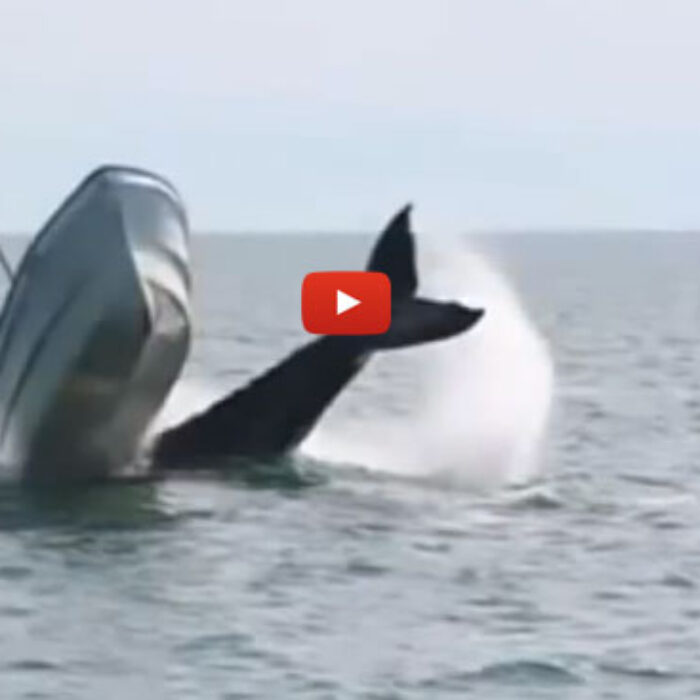 Yikes. Whales sure are big, aren't they?