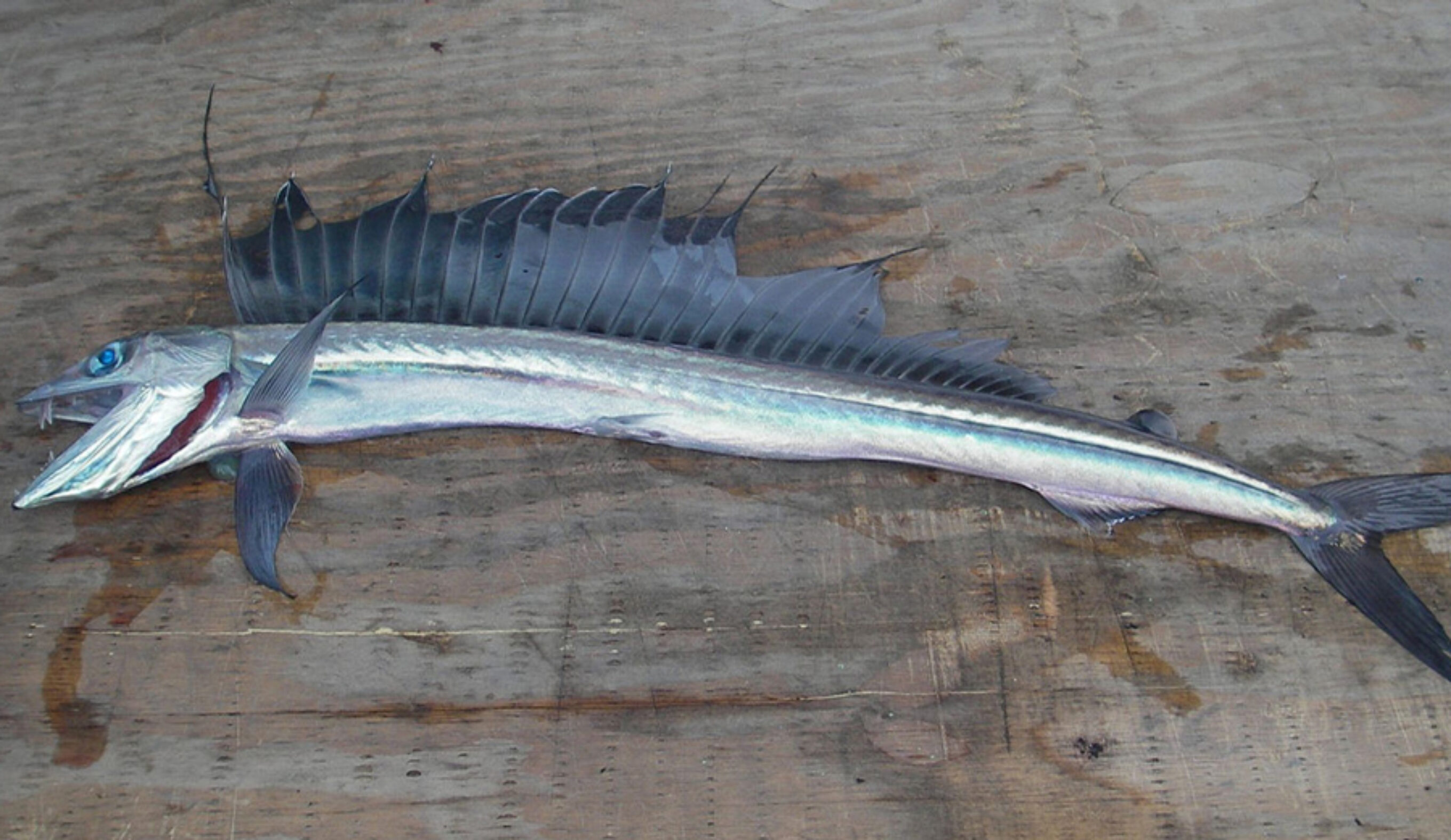 Keepin' it all in the family — no, literally: he ate his entire family. Photo: Wikimedia