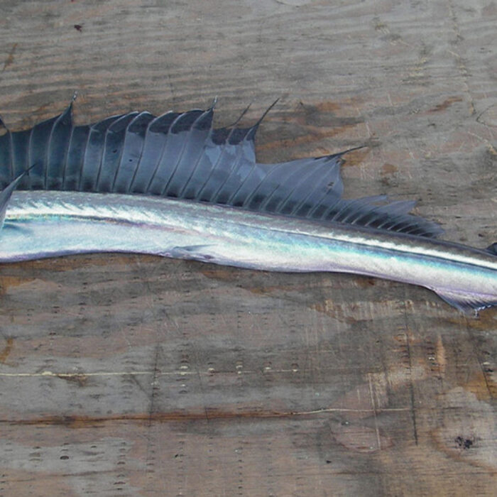 Keepin' it all in the family — no, literally: he ate his entire family. Photo: Wikimedia