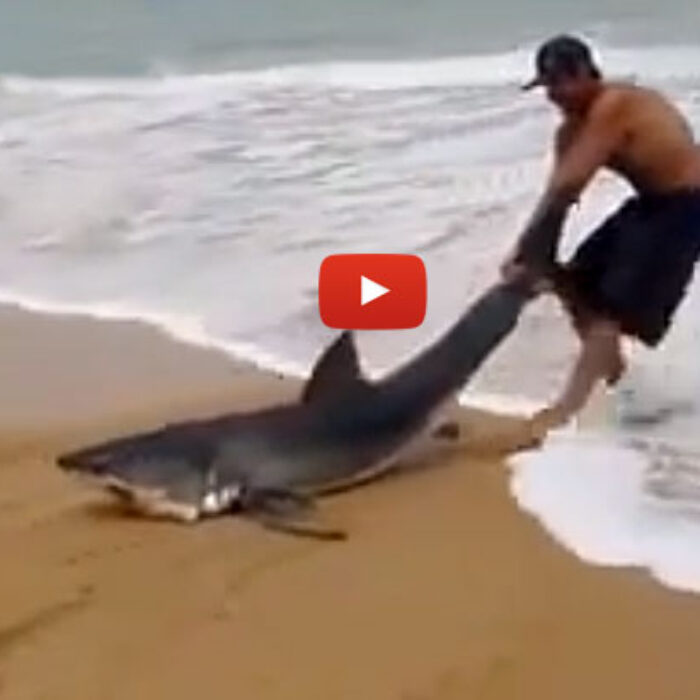 The shark seems determined to continue beaching itself while the man is determined to keep pulling it back out to sea, which is incredibly nice of him, considering the shark's reputation.