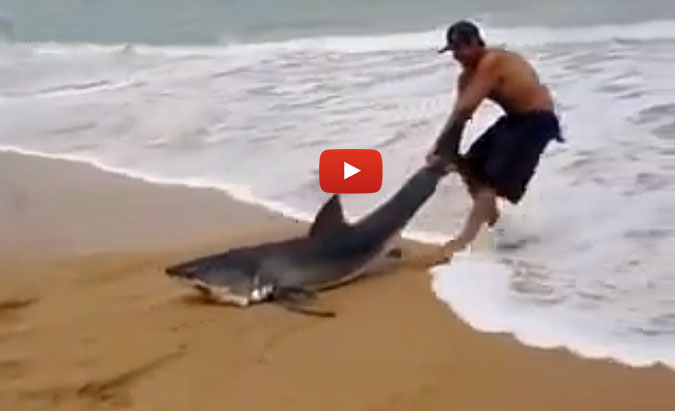 The shark seems determined to continue beaching itself while the man is determined to keep pulling it back out to sea, which is incredibly nice of him, considering the shark's reputation.
