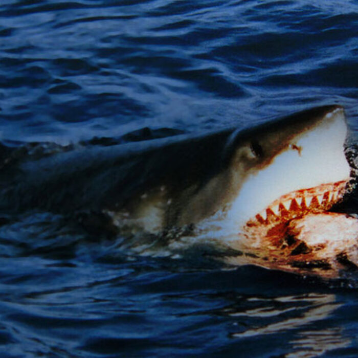 "It's coming right for us! Kill it! Kill all of them!" Photo: Wikimedia Commons