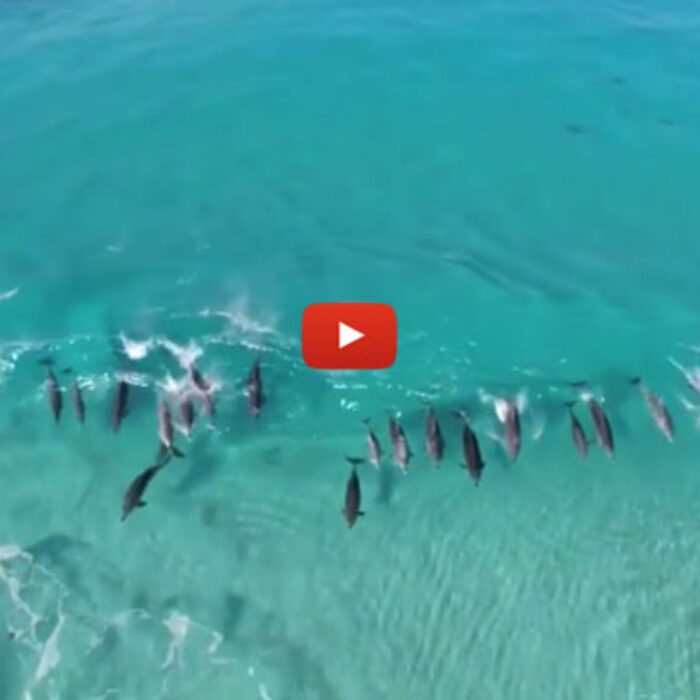 "Party waaave!" Flipper yelled, waving his friends into a set wave. The old dolphin in the back grumbled to himself. "These young bucks'll never learn their place in the line up." He spouted from his blow hole in frustration.
