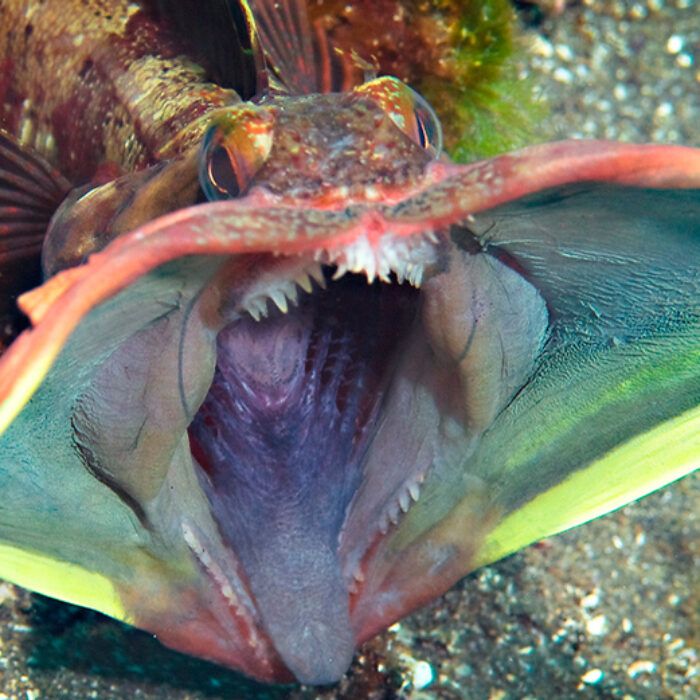 Sarcastic Fringehead