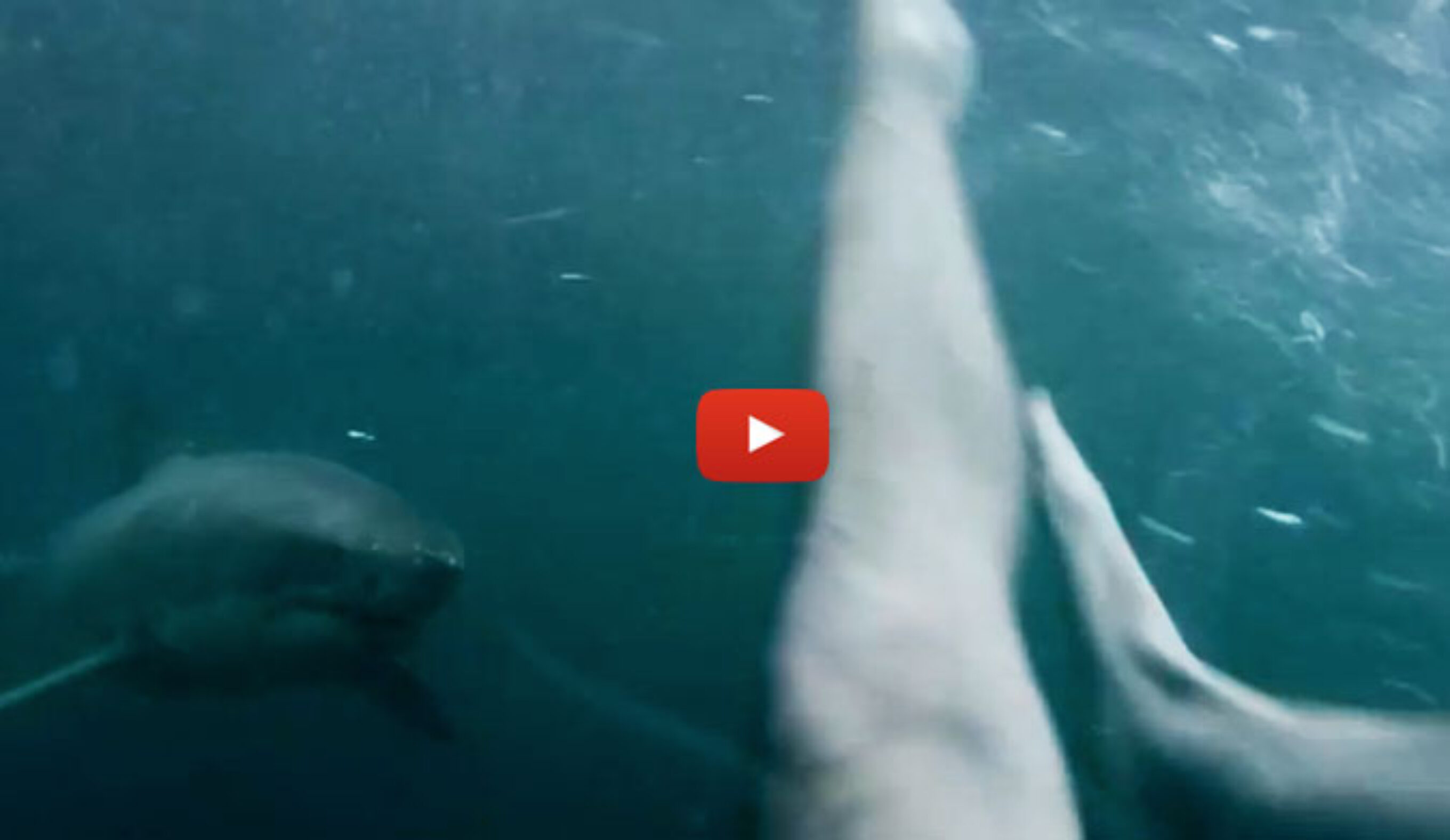 shark