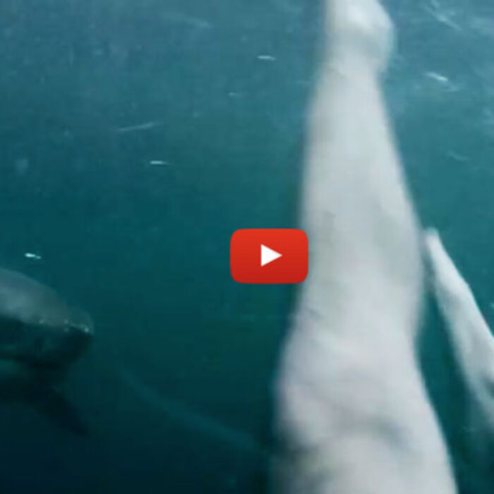 Yeah, it's not real (we don't think). But it's awesome. This guy deserves some sort of recognition – if not for jumping off a cliff and nearly onto a shark's back, then for his editing skills.