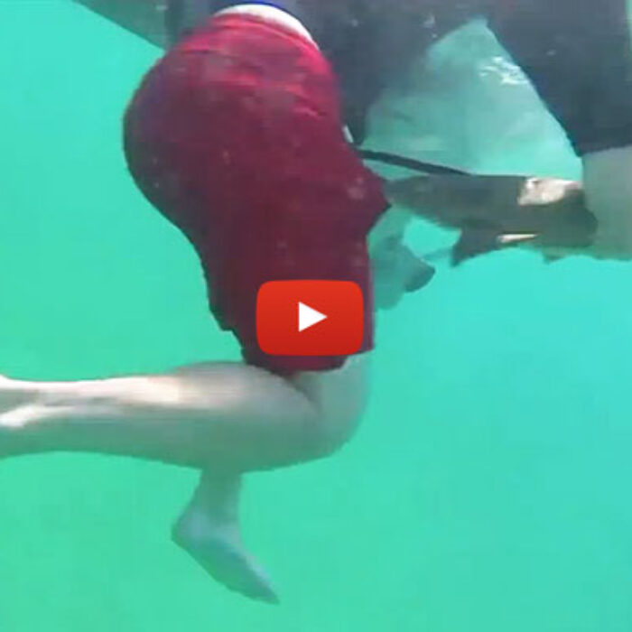 While diving off the coast of Florida, this little shark latched on and really didn't seem to want to let go. Either that or his teeth got snagged in the guy's leg skin. Either way, the tenaciousness is actually kind of cute.