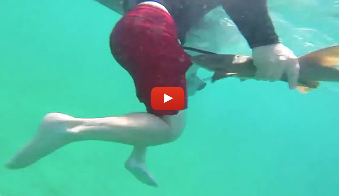 While diving off the coast of Florida, this little shark latched on and really didn't seem to want to let go. Either that or his teeth got snagged in the guy's leg skin. Either way, the tenaciousness is actually kind of cute.