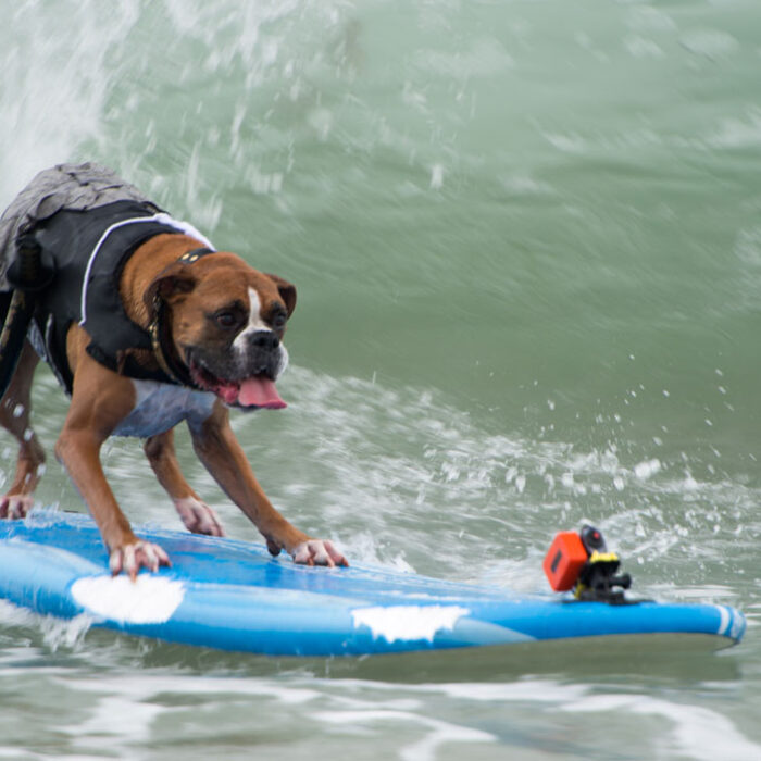 San Diego's Imperial Beach is going to the dogs. On Sunday, July 13th, the 2014 Unleashed by Petco Surf Dog contest happened, and it was a success, to say the leash.