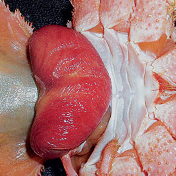 Yup, those are barnacle balls.