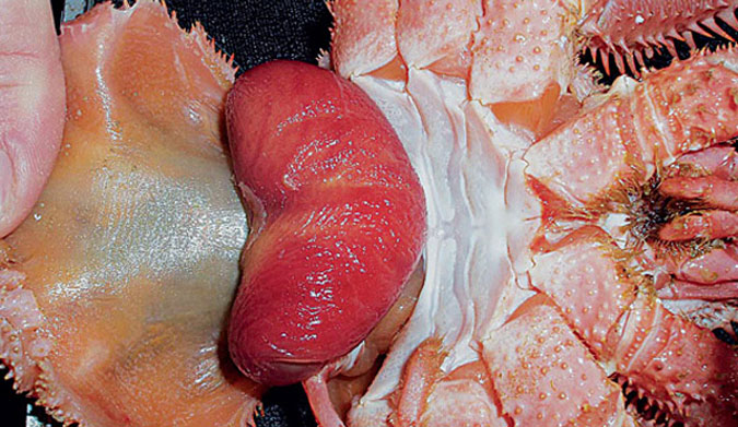 Yup, those are barnacle balls.