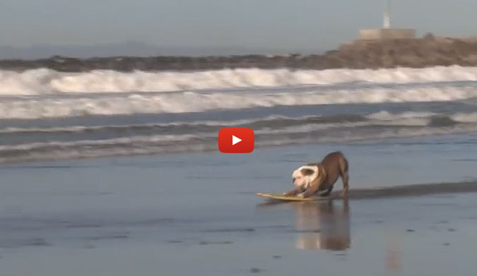 This is Tillman. Chances are pretty good you've seen him doing something board related – he is, after all, a bit of a superstar.