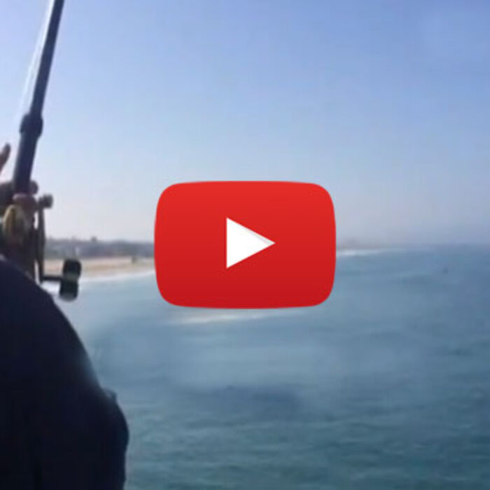Shark Attack Manhattan Beach