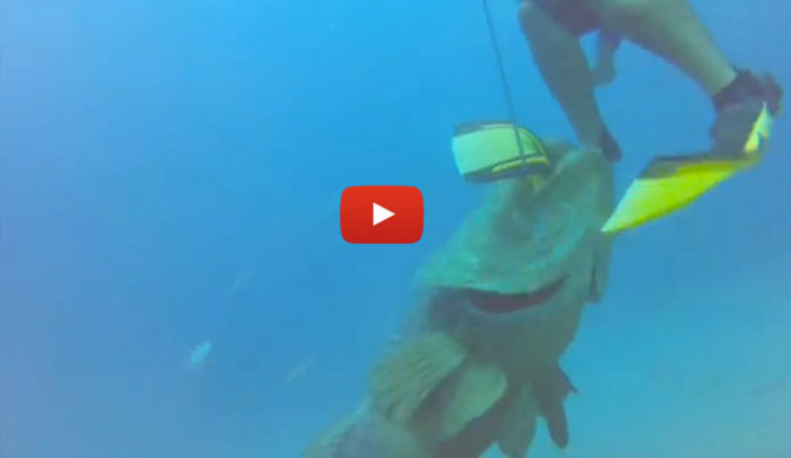 Goliath groupers have been known to weigh up to 800 pounds. That's like a silverback gorilla that can swim, only with less hair and a severely diminished tree-swinging ability.
