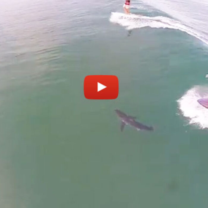 Remember that time you hit a big patch of kelp and flew off your board? It could've been worse. It could've been a shark.