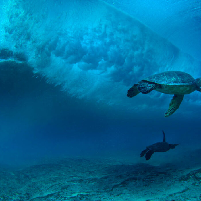 Animals are amazing. That's one of the greatest things about surfing: sharing the ocean with all manner of incredible creatures.