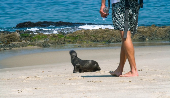 However cute they are, being "bold" and moving into their space is generally not a good idea. Photo: Adrian Rejon