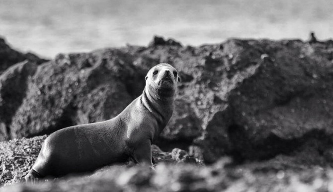 Don't think you know how to live among and protect marine life, know you know how to.Photo: Kevin Oliphant