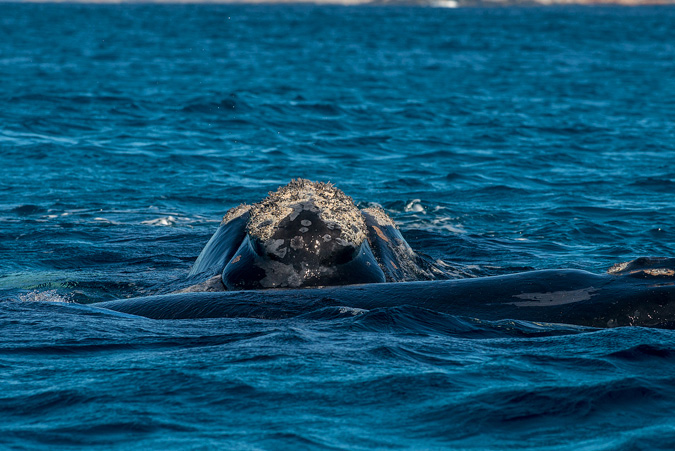 "It's not a surf documentary" Ord and McCagh's documentary will showcase much more than waves. Photo: Russell Ord