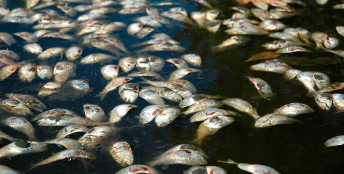 fishkill9-2-08-_695x352