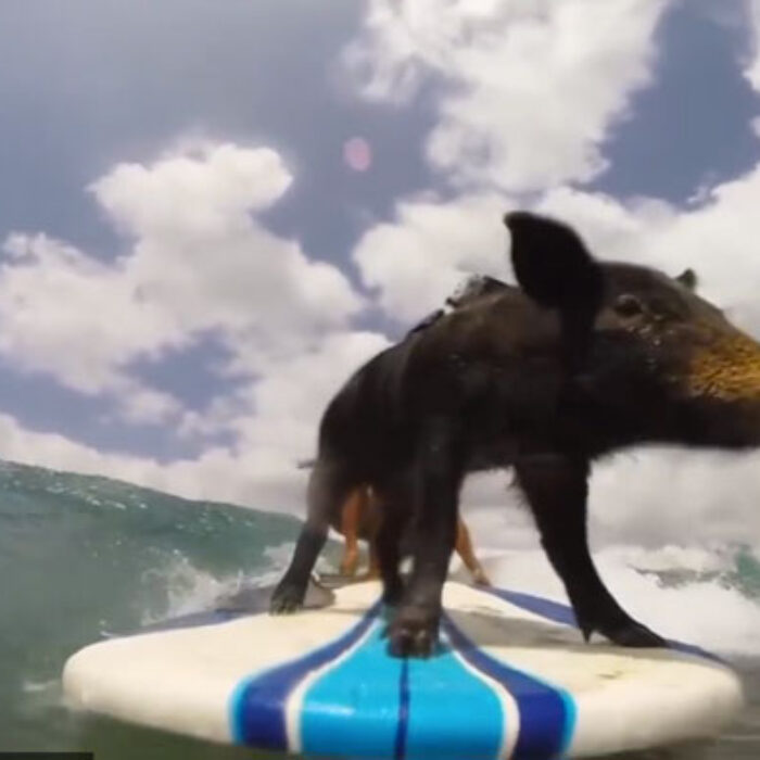 By now, everyone knows Kama the surfing pig. If you don't these are a quick recap of his life in the public eye.