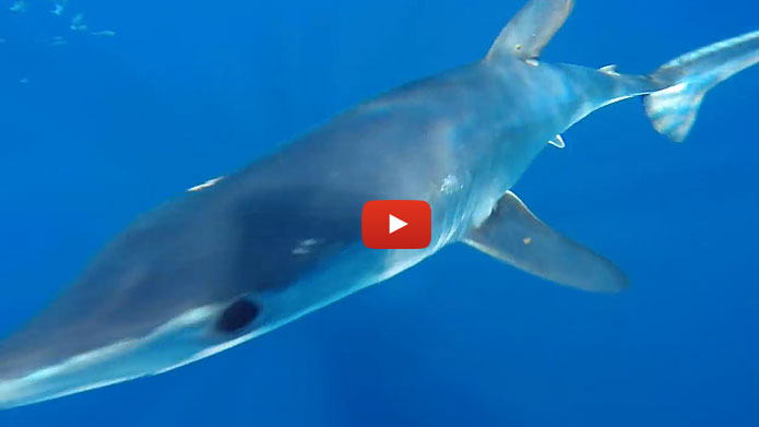 Because I wasn't wearing goggles, I couldn't make out what it exactly was until I got home and uploaded the video. As it turned out, I was in for a big surprise!