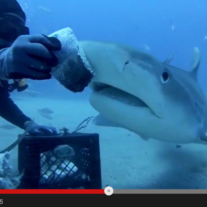 Just remember. After you feed the tiger shark. Pet it. …Or do neither. Your call.