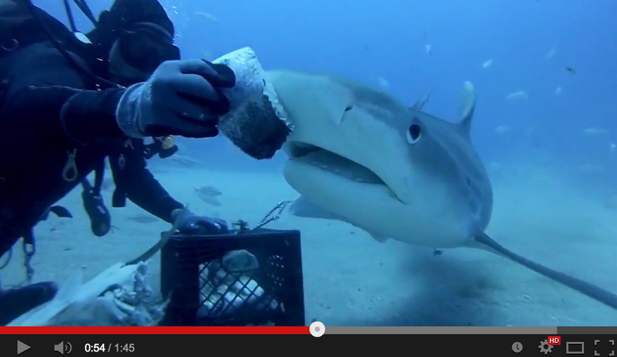Just remember. After you feed the tiger shark. Pet it. …Or do neither. Your call.