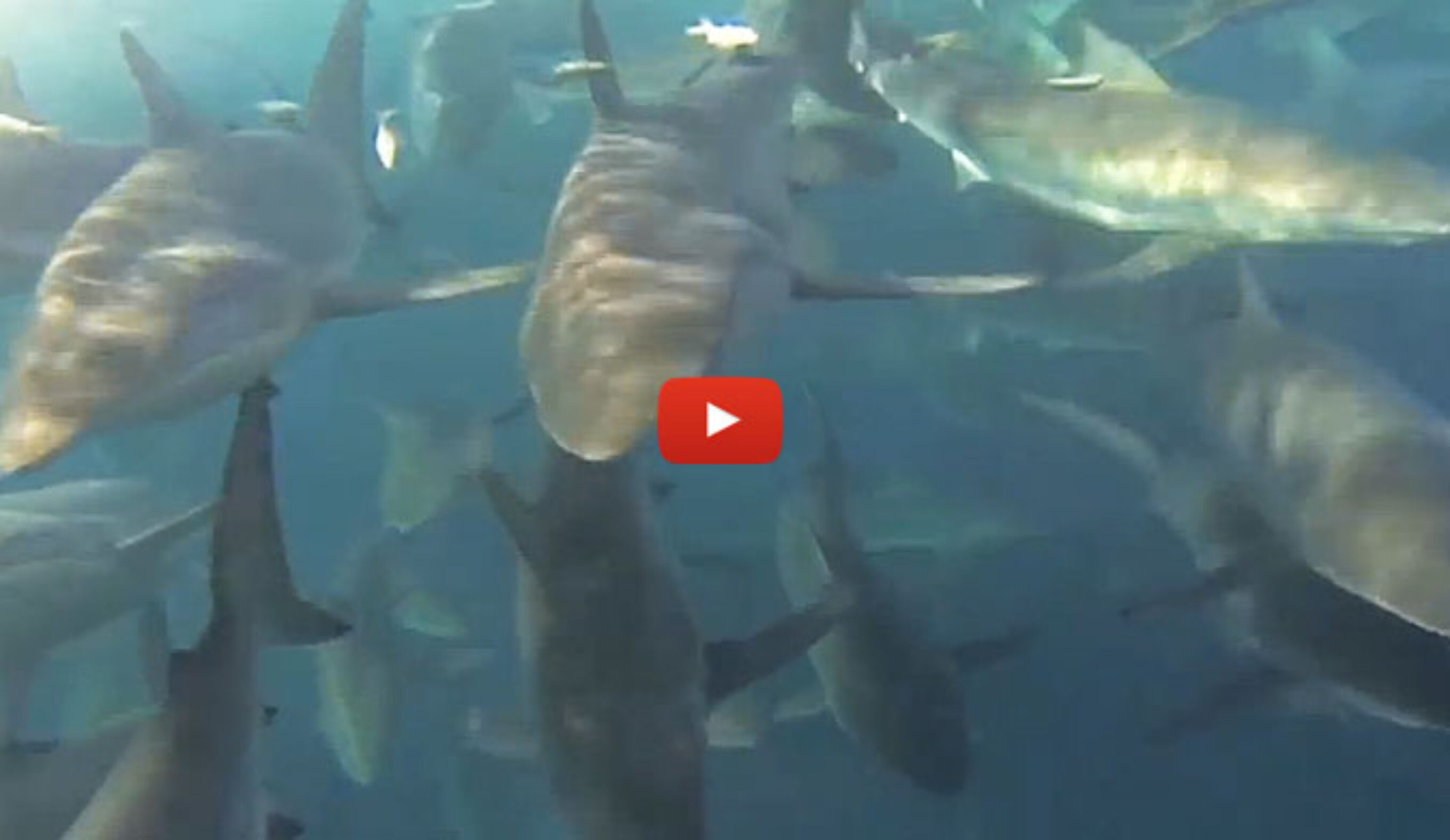 This video was taken off the Gulf of Carpentaria in Australia. A few fisherman decided they'd see just what was going on behind their boat... and then decided that it might not be the best time for a swim.
