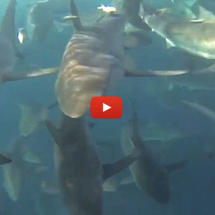 This video was taken off the Gulf of Carpentaria in Australia. A few fisherman decided they'd see just what was going on behind their boat... and then decided that it might not be the best time for a swim.
