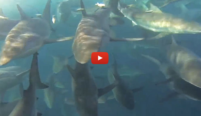This video was taken off the Gulf of Carpentaria in Australia. A few fisherman decided they'd see just what was going on behind their boat... and then decided that it might not be the best time for a swim.