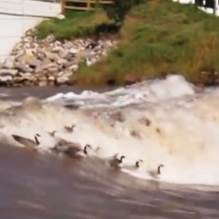 Geese Surf