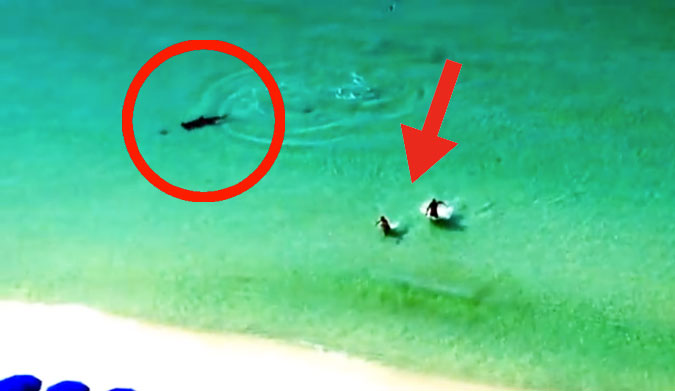 Hammerhead vs. Stingray