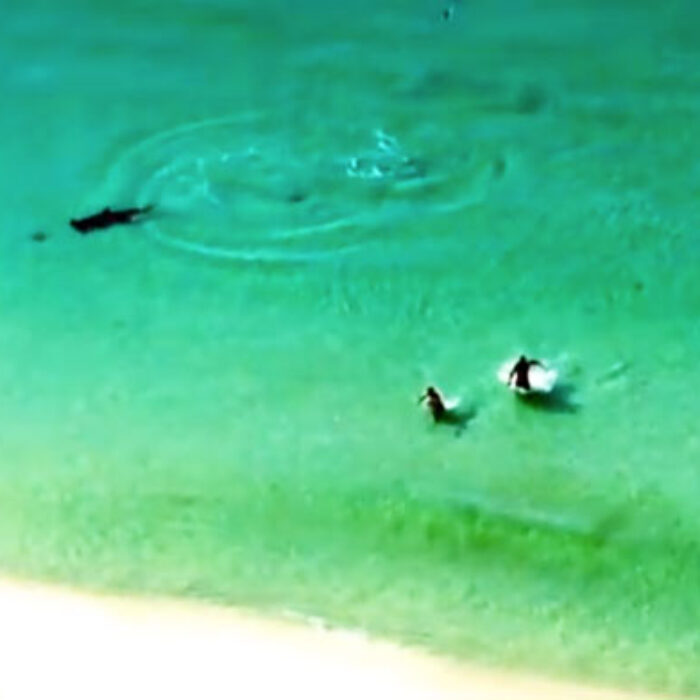 Hammerhead vs. Stingray
