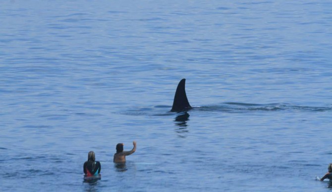 Most intimidating surfer out there? Photo: Bali Sharks