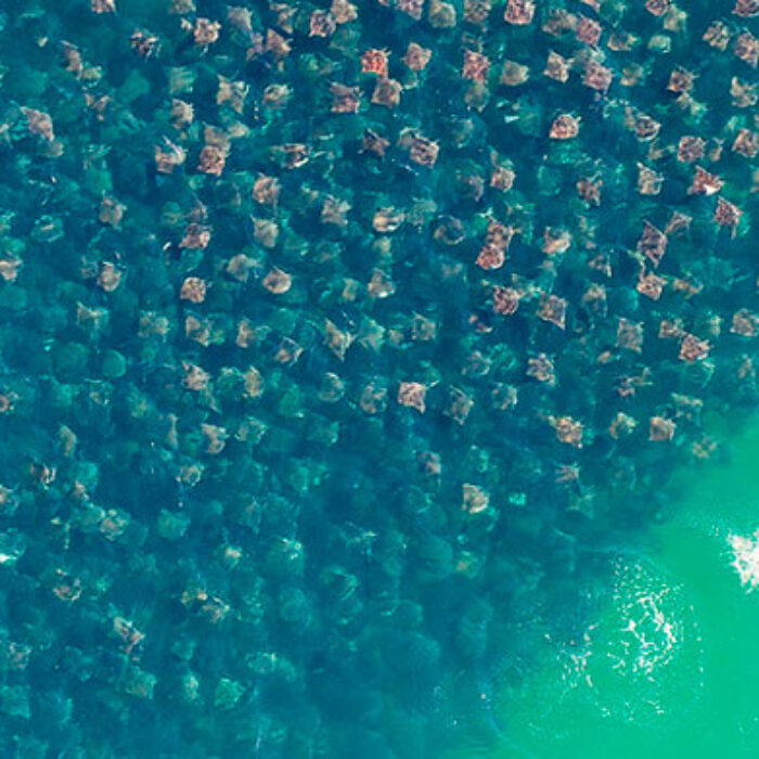 That's a lot of rays. Photo: Sandra Critelli