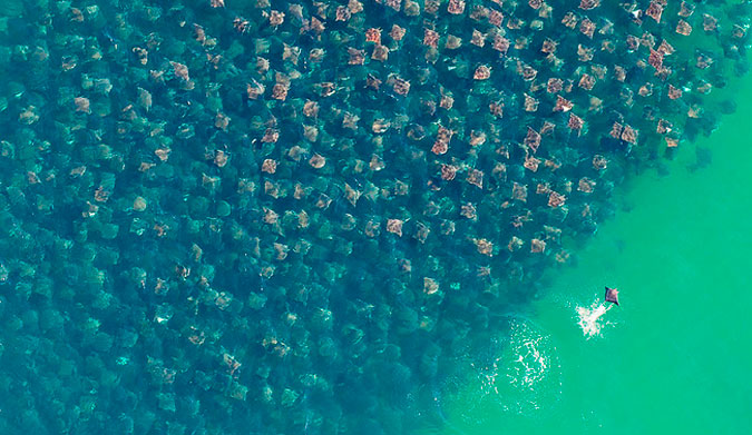 That's a lot of rays. Photo: Sandra Critelli